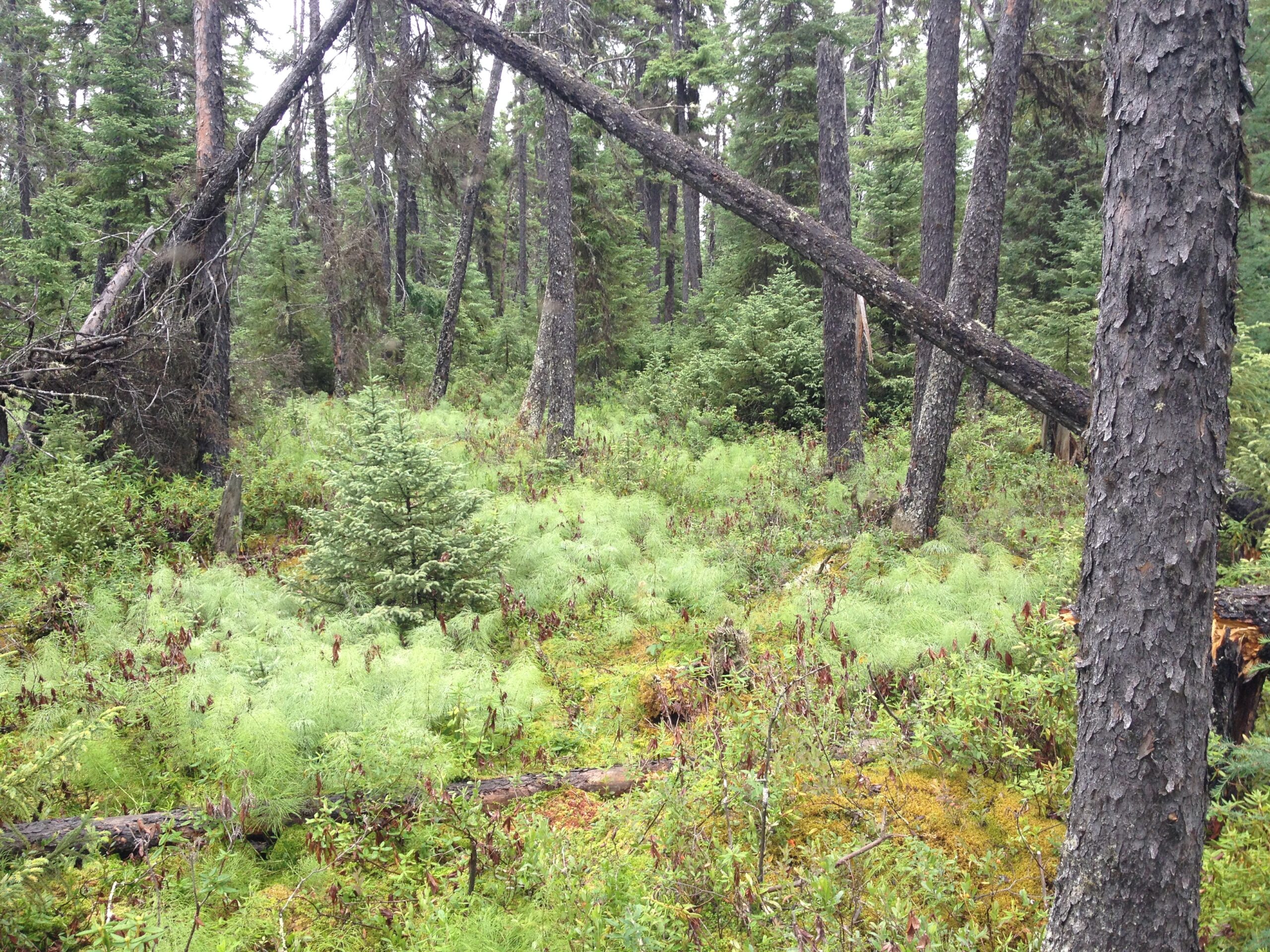 Relations entre le climat, les feux, la végétation et la dynamique du carbone dans un contexte des changements climatiques de la pessière à mousses du Québec