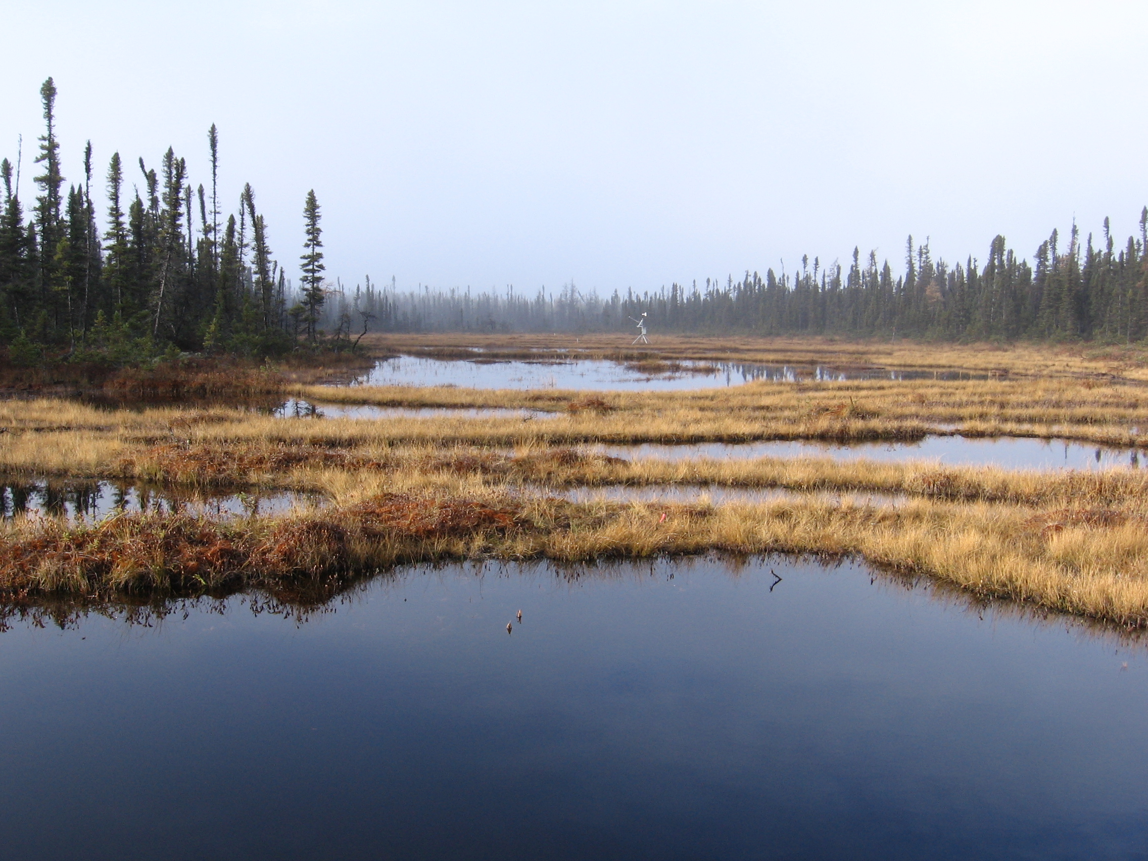 Étude écohydrologique des tourbières minérotrophes de la région de Laforge-1, Baie James