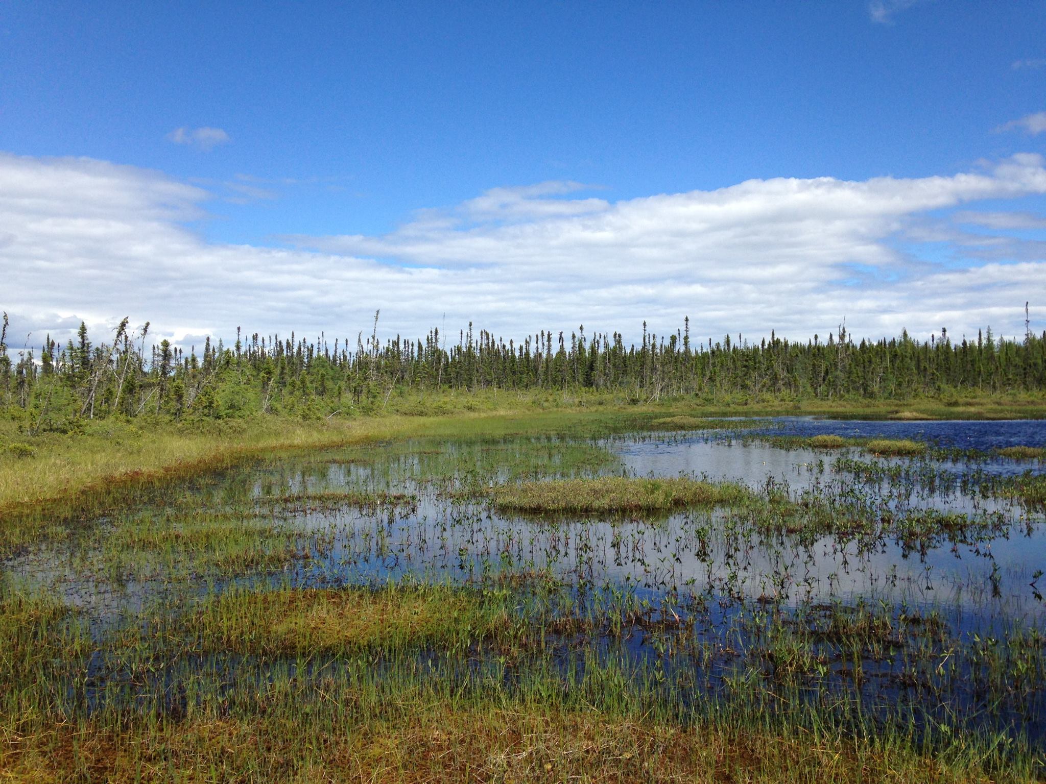 Paléoécologie et paléohydrologie de deux tourbières structurées de la région des monts Otish, centre-nord du Québec