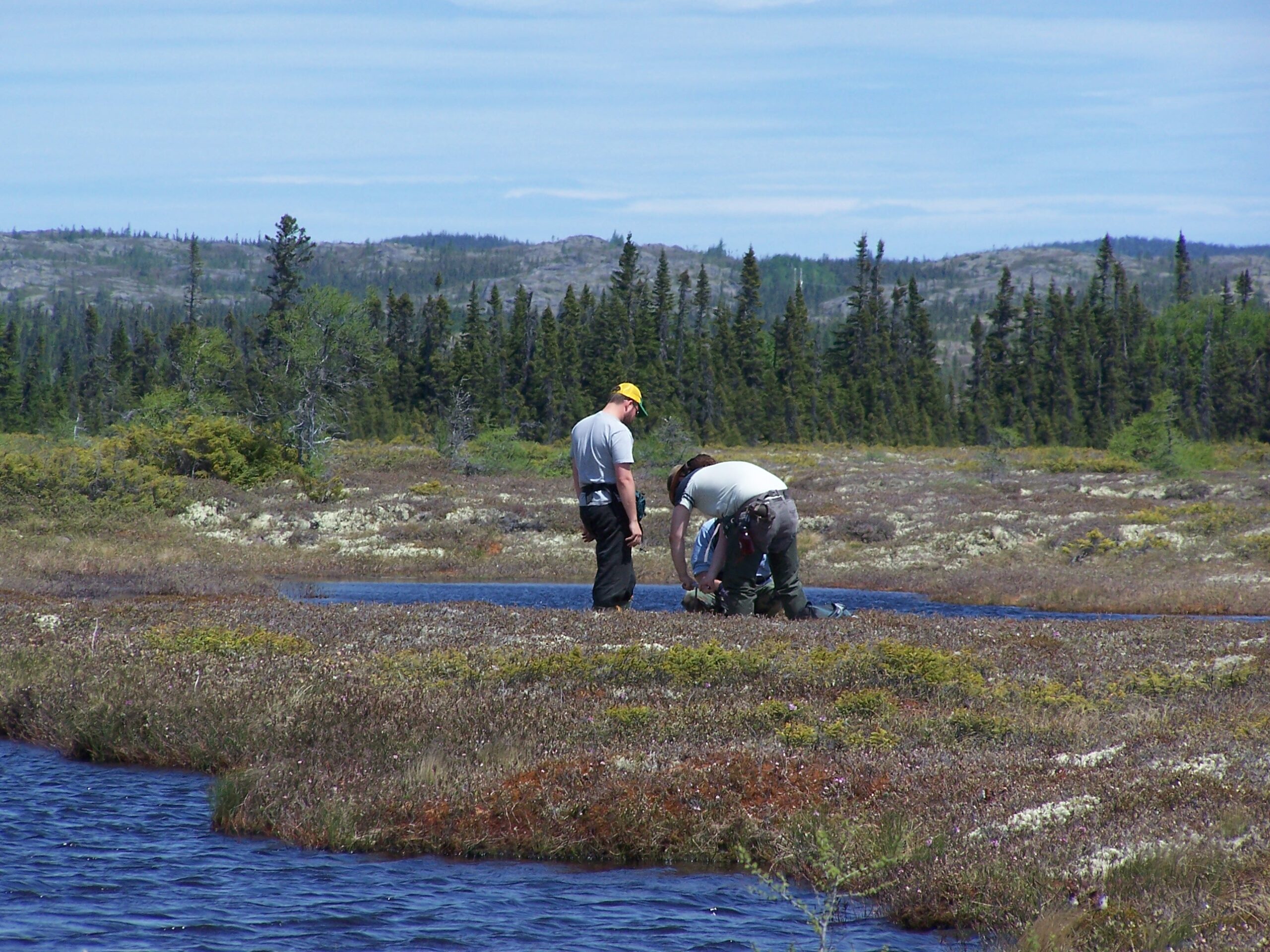 Dynamique du carbone associé aux tourbières de la Côte-Nord du Québec