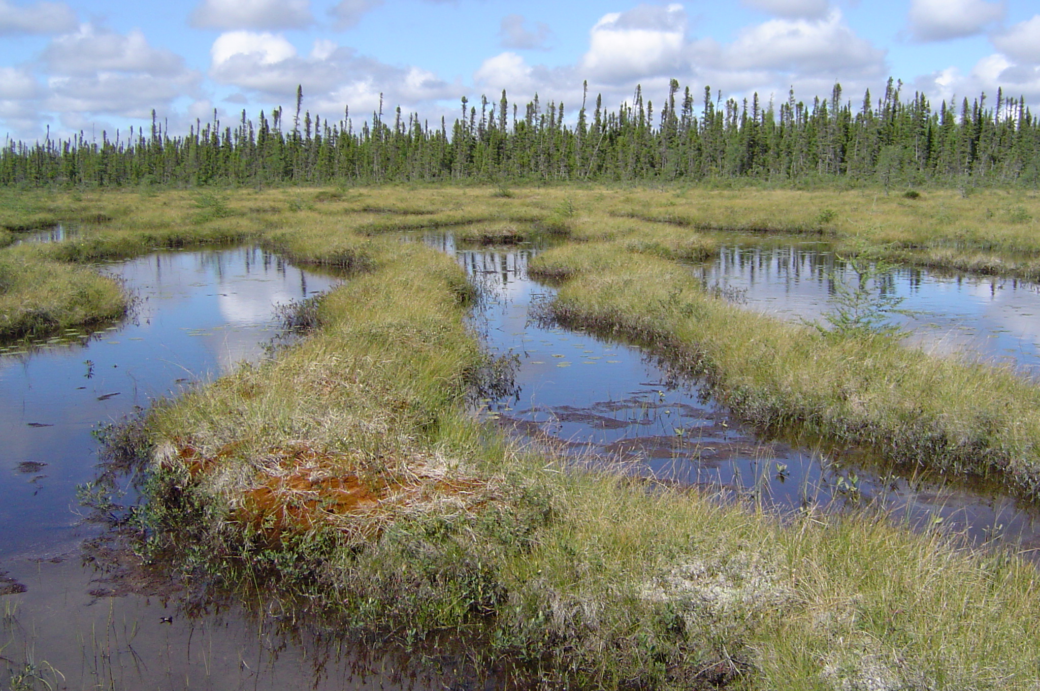 Dynamique du carbone en milieux tourbeux dans le secteur de La Grande, Baie de James