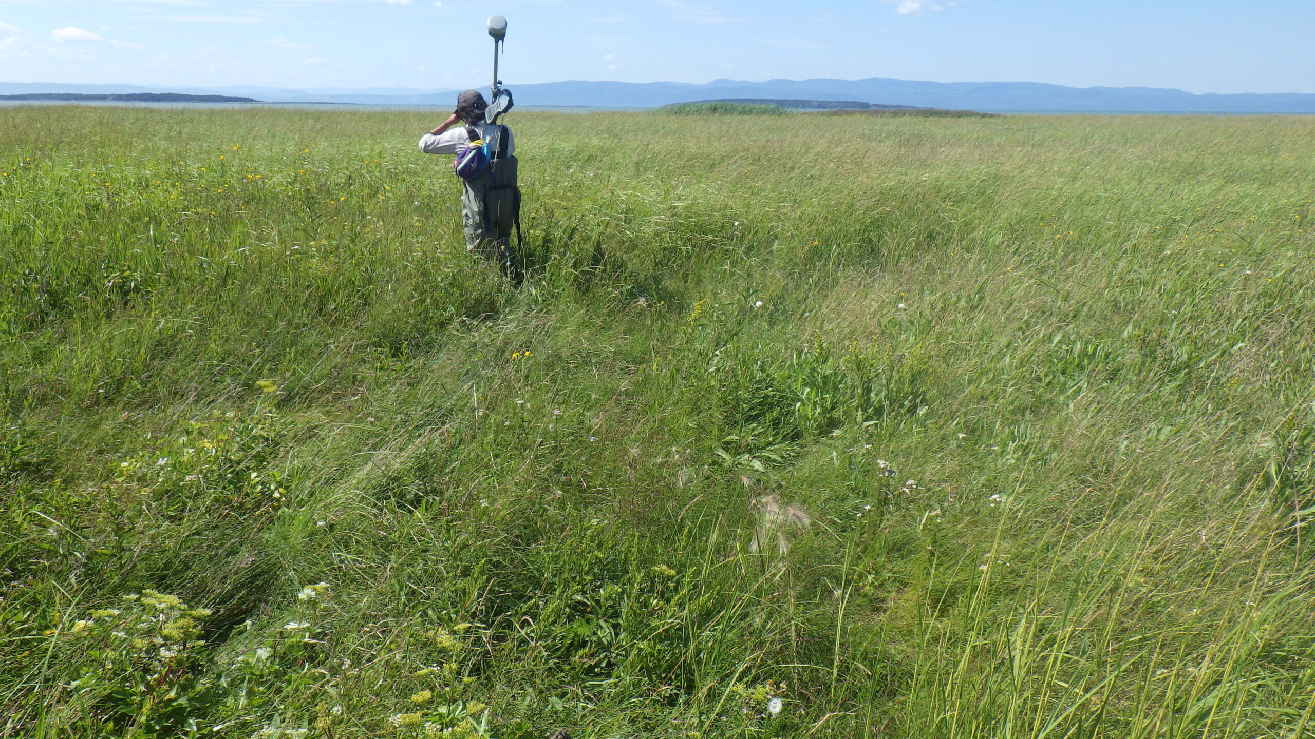 Évolution écogéomorphologique des marais du Kamouraska et de l’Isle-Verte depuis l’Holocène supérieur:  implications pour les services écologiques