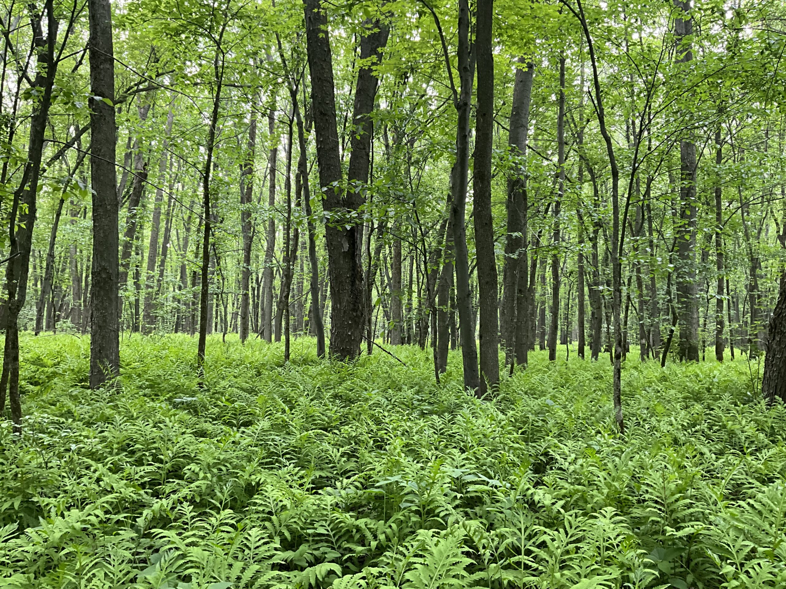 Les tourbières canadiennes comme solutions fondées sur la nature pour lutter contre les changements climatiques