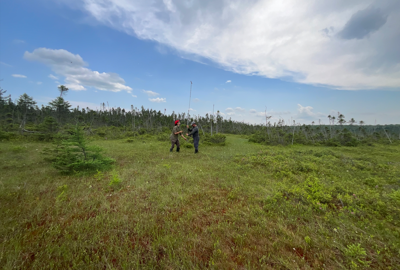 Quantification et cartographie des réserves de carbone entreposées dans les milieux humides du Québec méridional
