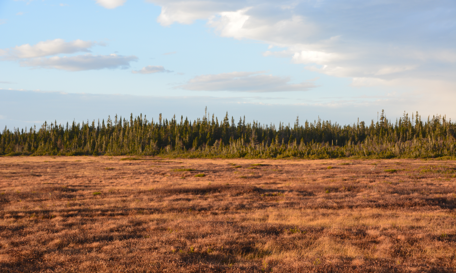 Impacts de la construction de la route Nationale 138 sur la dynamique du carbone des tourbières boréales de la Côte-Nord