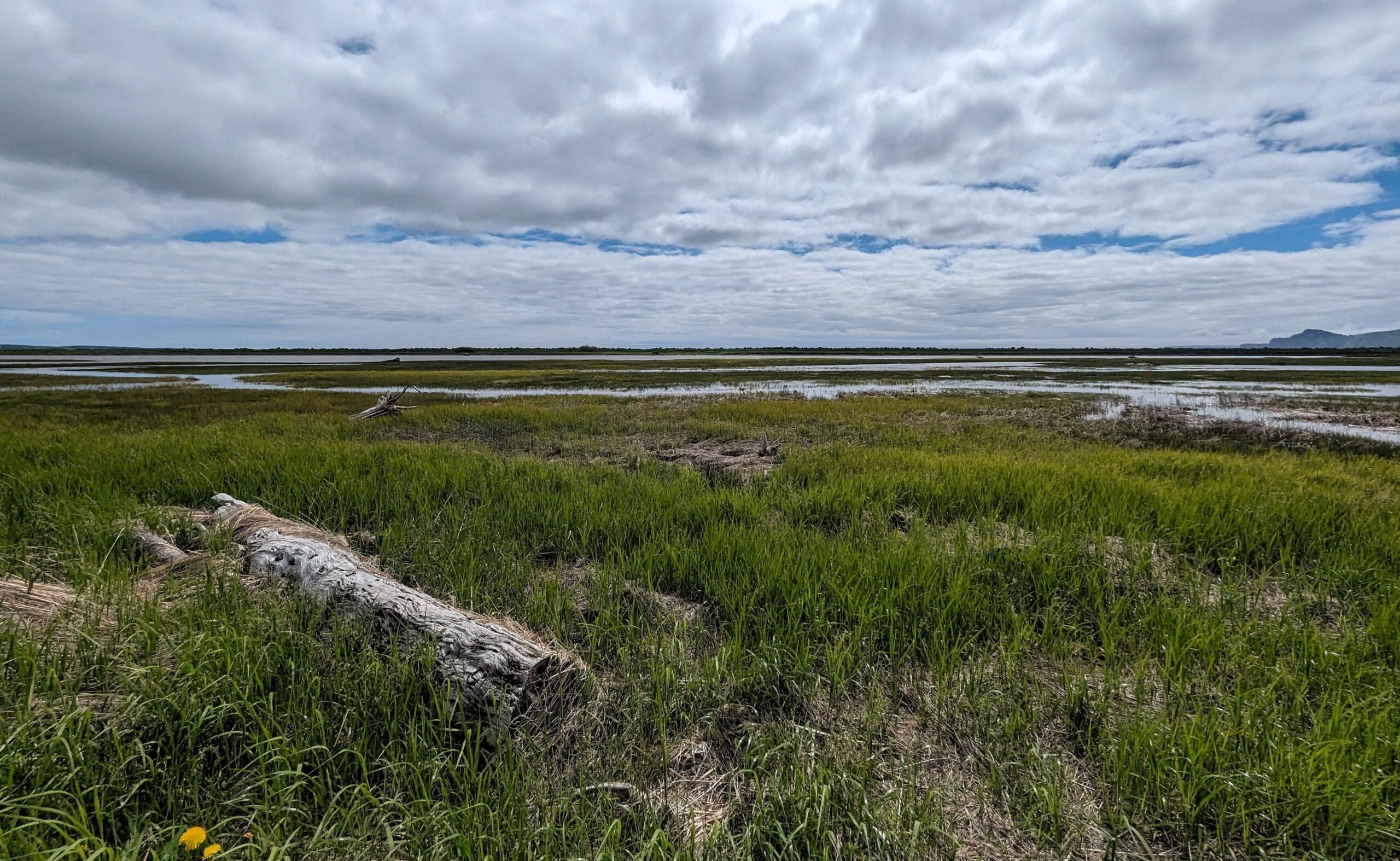 Bilan de carbone dans les marais du barachois de Malbaie, Gaspésie
